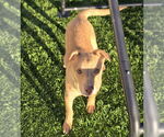 Small #11 Mutt