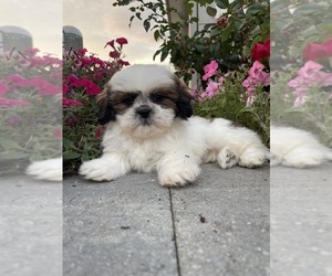 Medium Shih Tzu