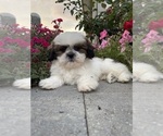 Small Shih Tzu