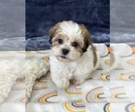 Small Photo #1 Zuchon Puppy For Sale in SILEX, MO, USA