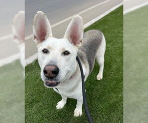 Ruger - Male Siberian Husky-Unknown Mix Dog for Adoption - Photo #2