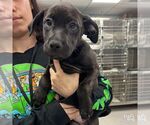 Small #1 Labrador Retriever Mix