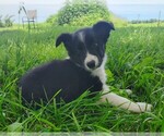 Puppy Wendy Border Collie