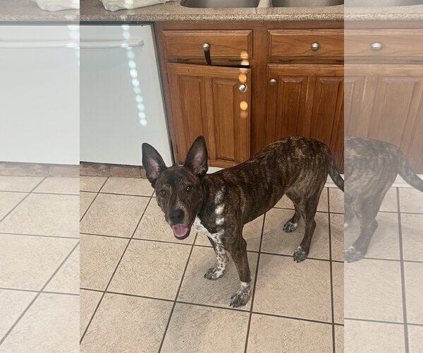 Medium Photo #5 Plott Hound-Unknown Mix Puppy For Sale in McKinney, TX, USA