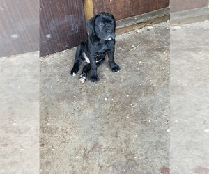 Cane Corso Puppy for sale in DESOTO, TX, USA