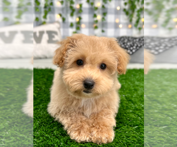 Medium Photo #1 Maltipoo Puppy For Sale in MARIETTA, GA, USA