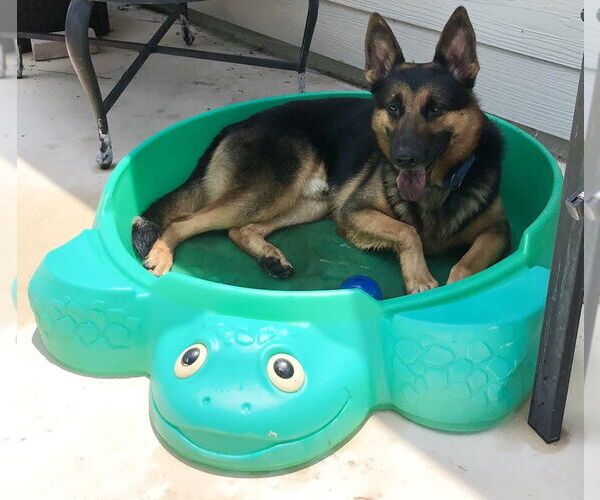 Medium Photo #10 German Shepherd Dog Puppy For Sale in West Palm Beach, FL, USA