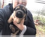 Small Photo #17 German Shepherd Dog Puppy For Sale in BRUSH PRAIRIE, WA, USA
