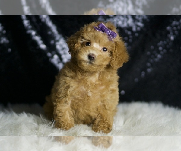 Medium Photo #2 Maltipoo Puppy For Sale in WARSAW, IN, USA