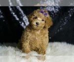 Small #1 Maltipoo