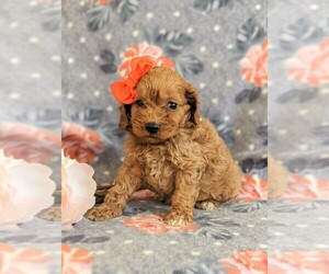 Cocker Spaniel-Poodle (Miniature) Mix Puppy for sale in PEACH BOTTOM, PA, USA