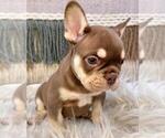 Small #2 French Bulldog
