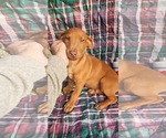 Small #2 Dachshund-Vizsla Mix