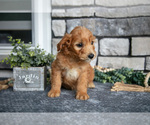 Small Photo #4 Goldendoodle (Miniature) Puppy For Sale in HOLMESVILLE, OH, USA