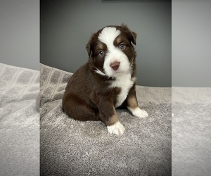Miniature Australian Shepherd Puppy for sale in COVINGTON, PA, USA