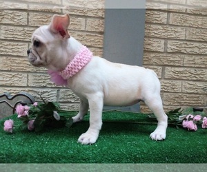 French Bulldog Puppy for sale in CARTHAGE, TX, USA
