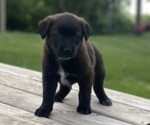 Small Golden Cattle Dog
