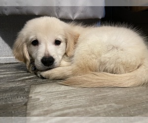 Golden Retriever Puppy for Sale in WEST VALLEY, New York USA