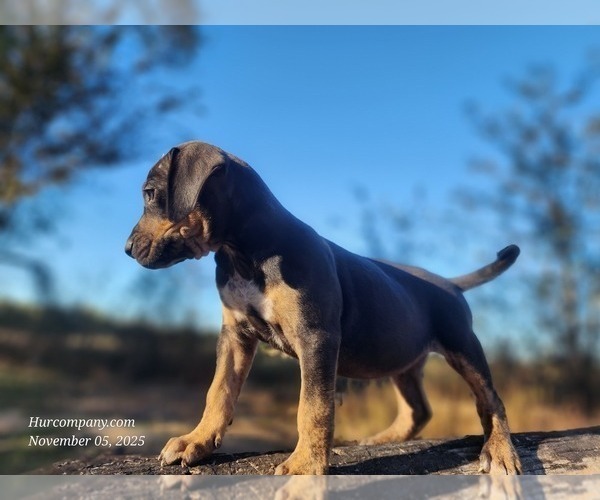 Medium Photo #4 Catahoula Leopard Dog Puppy For Sale in CUMBY, TX, USA
