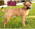 Small #3 Puggle