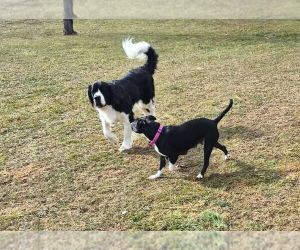 Medium Photo #10 Mutt Puppy For Sale in MECHANICSBURG, PA, USA