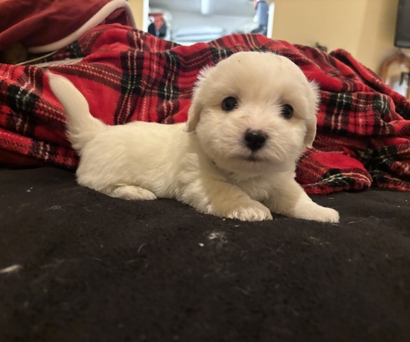 Medium Photo #29 Coton de Tulear Puppy For Sale in BIG RAPIDS, MI, USA