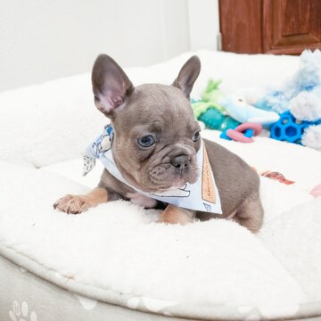 Medium Photo #21 French Bulldog Puppy For Sale in MARYSVILLE, WA, USA