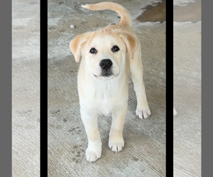 Aussiedor Dogs for adoption in Green Forest, AR, USA