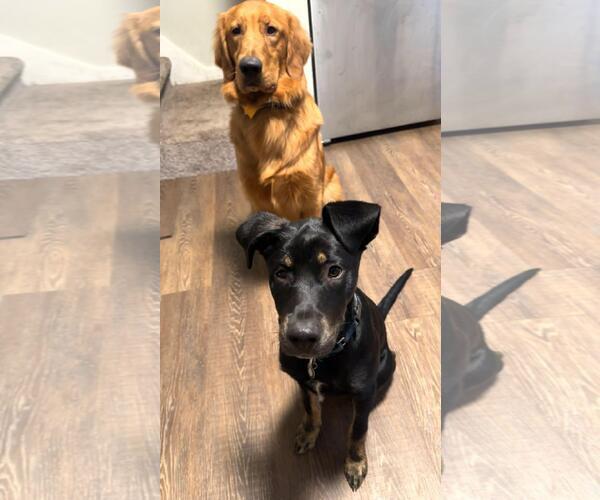 Medium Photo #4 Mutt Puppy For Sale in Coldwater, MI, USA