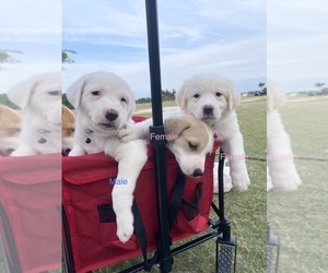Australian Shepherd-Great Pyrenees Mix Puppy for sale in HUTTO, TX, USA