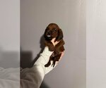 Small Redbone Coonhound Mix