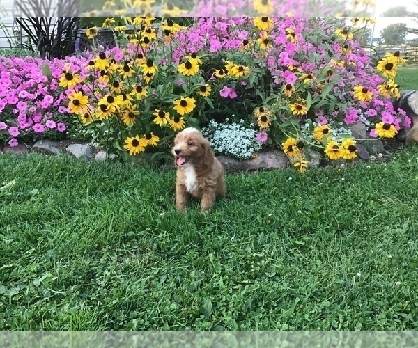 Medium Photo #4 Goldendoodle-Poodle (Miniature) Mix Puppy For Sale in CURTISS, WI, USA