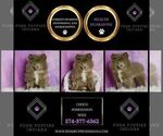 Small Photo #12 Pomeranian Puppy For Sale in WARSAW, IN, USA