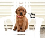 Puppy Tiffany Labrador Retriever
