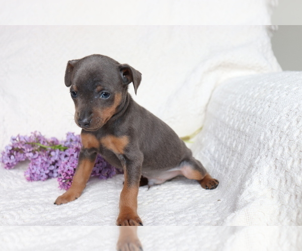 Medium Photo #2 Miniature Pinscher Puppy For Sale in SHILOH, OH, USA