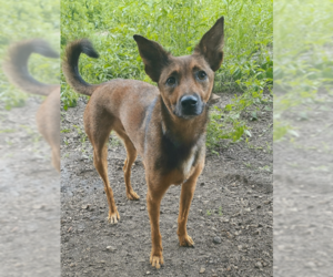 Tulane - Male German Shepherd Dog-Unknown Mix Dog for Adoption - Photo #4