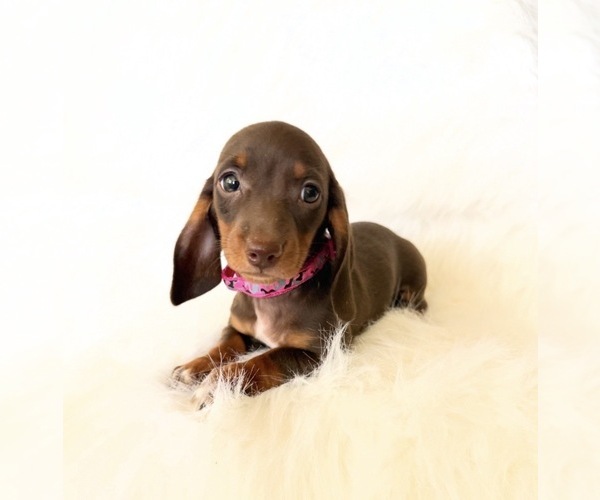 Medium Photo #9 Dachshund Puppy For Sale in DAVIS, CA, USA