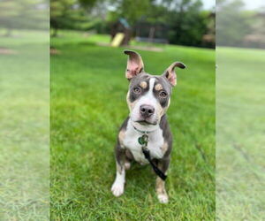 American Pit Bull Terrier-Unknown Mix Dogs for adoption in St. Louis Park, MN, USA