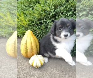 Australian Shepherd-Papillon Mix Puppy for sale in SILVER LAKE, IN, USA