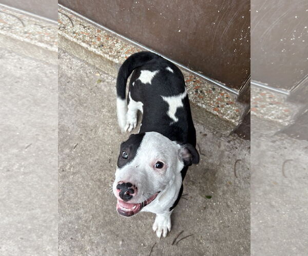 Medium Photo #1 Boston Huahua Puppy For Sale in Sanford, FL, USA