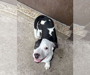 Boston Huahua Dogs for adoption in Sanford, FL, USA