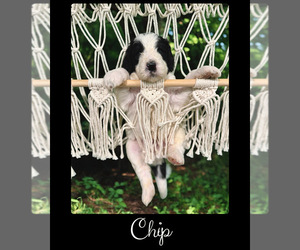 Bernedoodle-Poodle (Standard) Mix Puppy for sale in MENIFEE, CA, USA