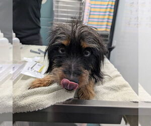 Mutt Dogs for adoption in Chico, CA, USA