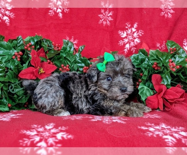 Medium Photo #5 YorkiePoo Puppy For Sale in LINCOLN UNIVERSITY, PA, USA