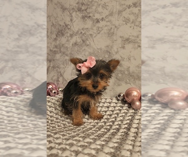 Medium Photo #3 Yorkshire Terrier Puppy For Sale in INDIANAPOLIS, IN, USA