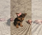 Small #2 Yorkshire Terrier