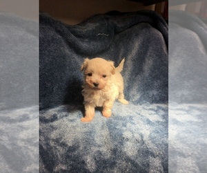 Maltipoo Puppy for sale in EPHRATA, WA, USA