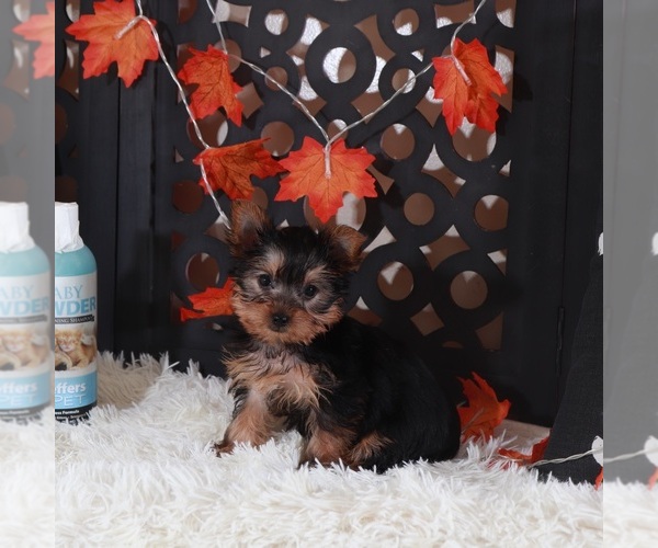Medium Photo #1 Yorkshire Terrier Puppy For Sale in MOUNT VERNON, OH, USA