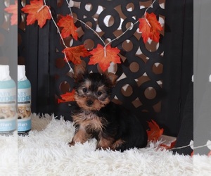 Yorkshire Terrier Puppy for Sale in MOUNT VERNON, Ohio USA
