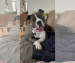 Small #1 Mutt